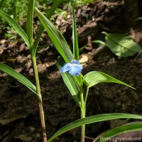 Commelina appendiculata C.B.Clarke